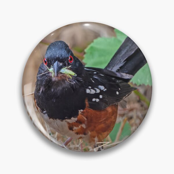 Item preview, Spotted Towhee with a grasshopper in its beak designed and sold by lisavonbiela.