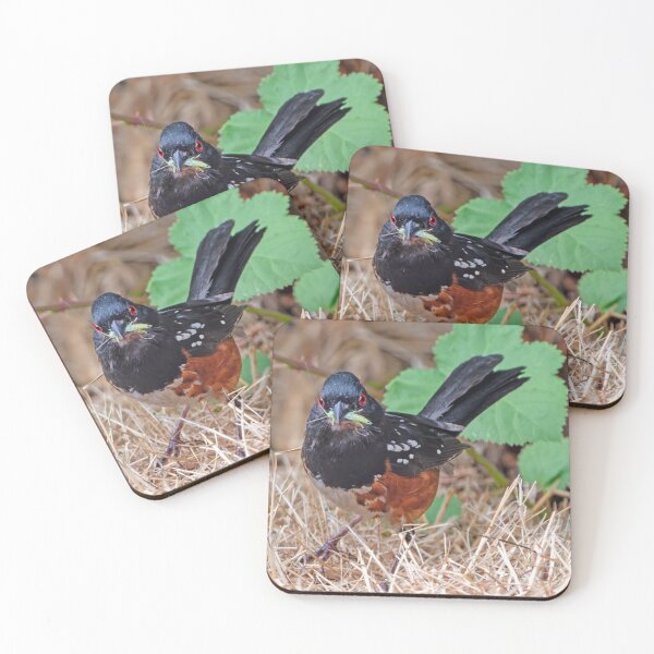 Item preview, Spotted Towhee with a grasshopper in its beak designed and sold by lisavonbiela.