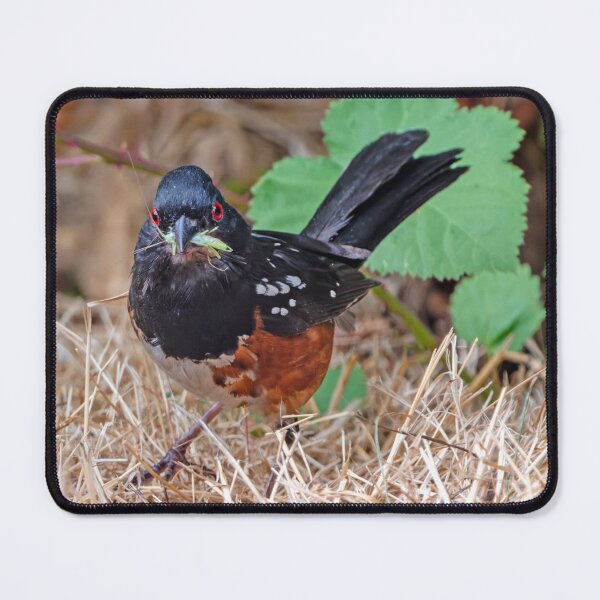 Item preview, Spotted Towhee with a grasshopper in its beak designed and sold by lisavonbiela.