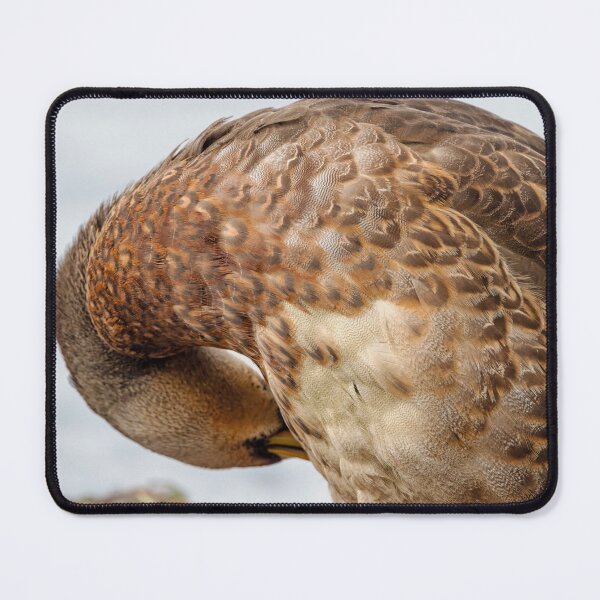 Item preview, Close-up of preening Mallard duck designed and sold by lisavonbiela.