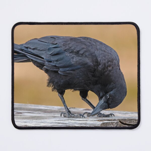 Item preview, American Crow scagenging on picnic table designed and sold by lisavonbiela.