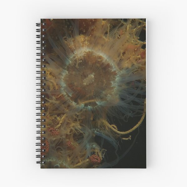 Artikelvorschau, Auge der Anemone entworfen und verkauft von SubmergedFrames.