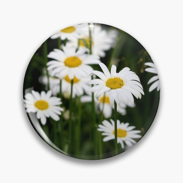 Item preview, Summerdays. Oxeye daisy designed and sold by Jouko Lehto Photography.