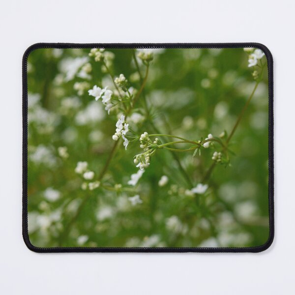 Item preview, Early days. Marsh Bedstraw designed and sold by Jouko Lehto Photography.
