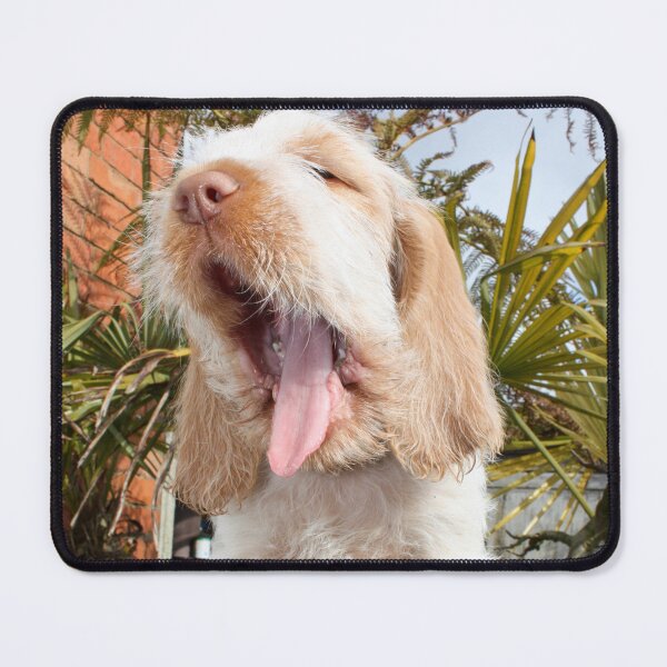 Item preview, Cachorro de Spinone bostezando por heidiannemorris ©️ designed and sold by FOLK ART FUSION by heidiannemorris.