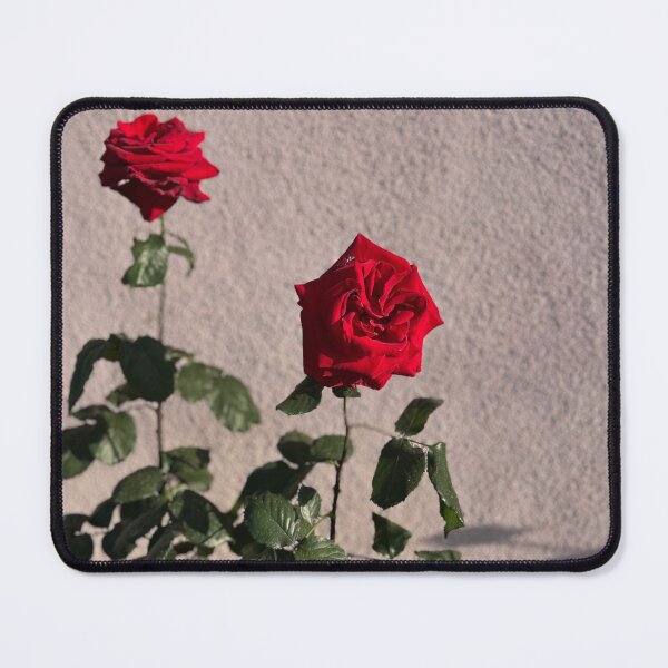 Item preview, Red Rose in Sunlight designed and sold by BuggiesArt.