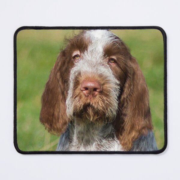 Item preview, Two Spinone Friends - Loyal Gundog Photography - by heidiannemorris © designed and sold by FOLK ART FUSION by heidiannemorris.
