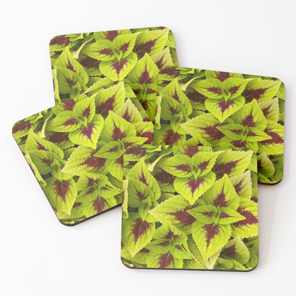 Item preview, Coleus blumei  designed and sold by NatureVibesHere.