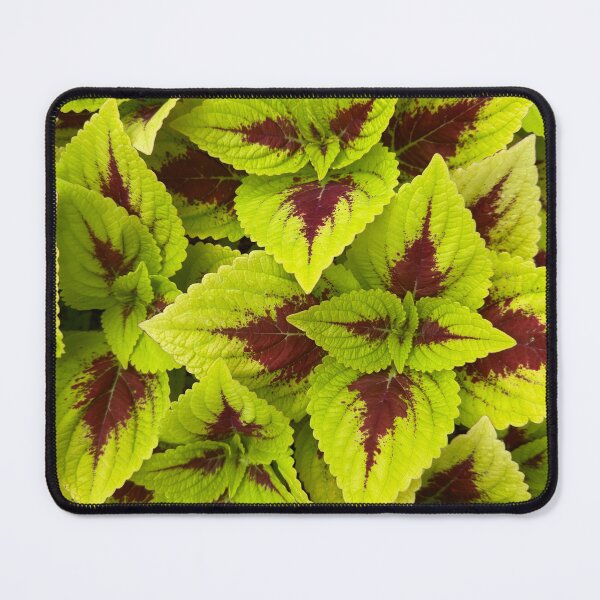 Item preview, Coleus blumei  designed and sold by NatureVibesHere.