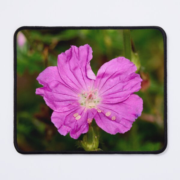 Item preview, Bloody geranium. Bloody crane's-bill designed and sold by Jouko Lehto Photography.