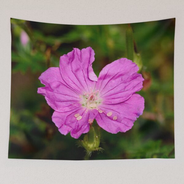 Item preview, Bloody geranium. Bloody crane's-bill designed and sold by Jouko Lehto Photography.
