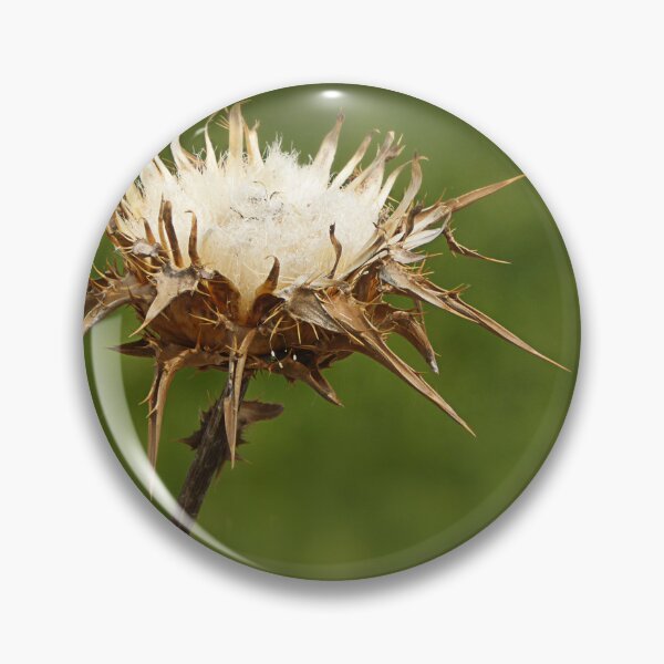 Item preview, Thistle be drought. designed and sold by Paul Pasco.
