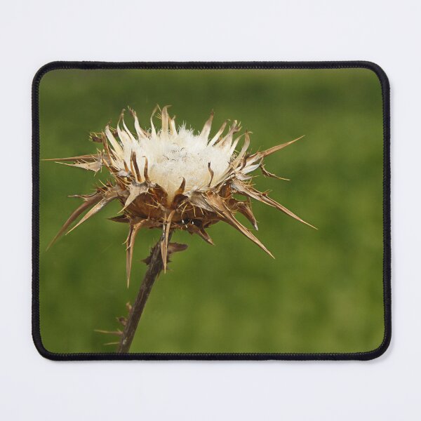 Item preview, Thistle be drought. designed and sold by Paul Pasco.