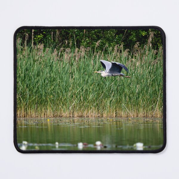 Item preview, Grey heron flyby designed and sold by Jouko Lehto Photography.