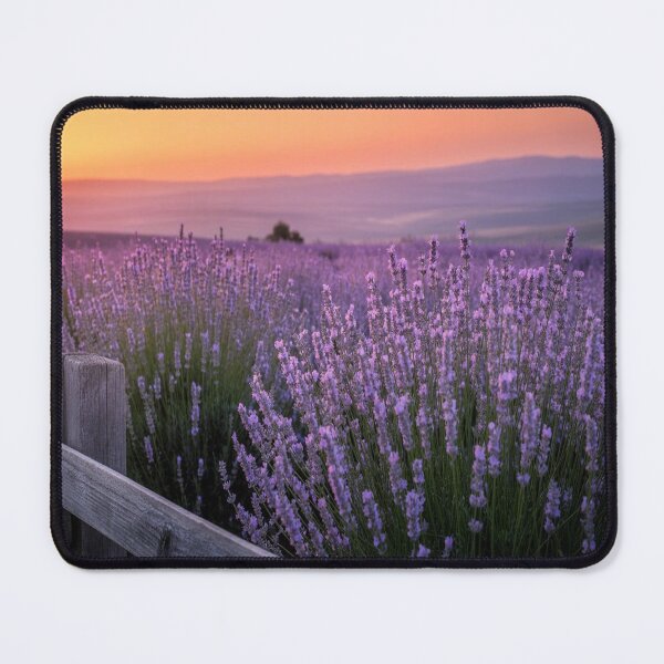 Item preview, Lifestyle Hub: Golden Sunset Over Lavender Fields designed and sold by M&M Lifestyle Hub.