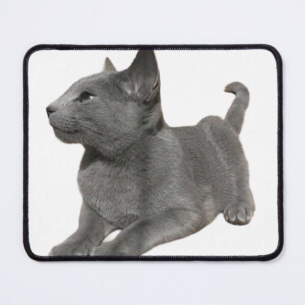 Item preview, Cute Russian Blue Kitten Sticker – Playful Little Renzo designed and sold by SilverBlueCat.