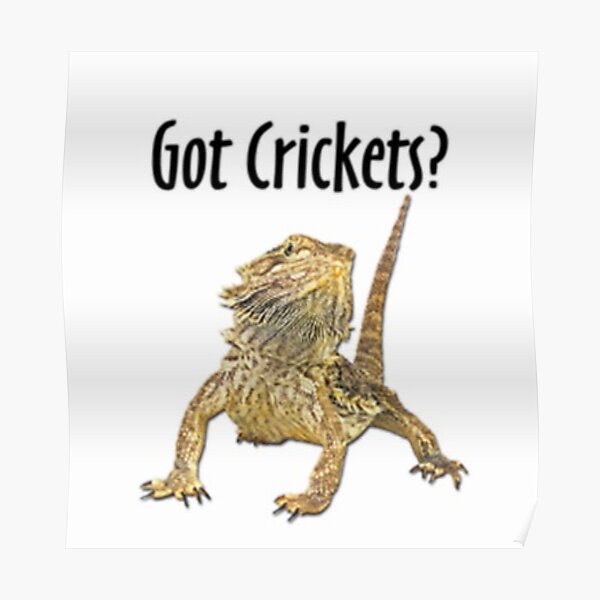 BEARDED DRAGON GOT CRICKETS Poster