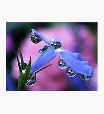Garden globes Photographic Print