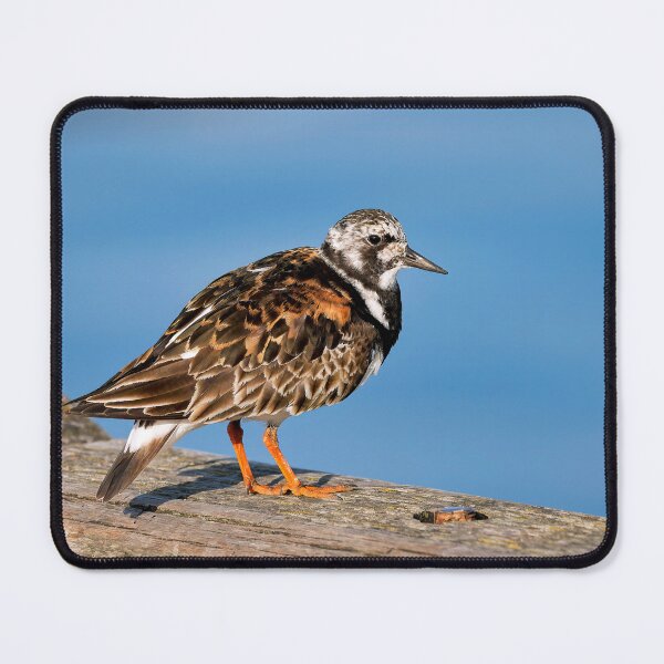 Item preview, Ruddy Turnstone - Arenaria interpres designed and sold by Dorset Girl.
