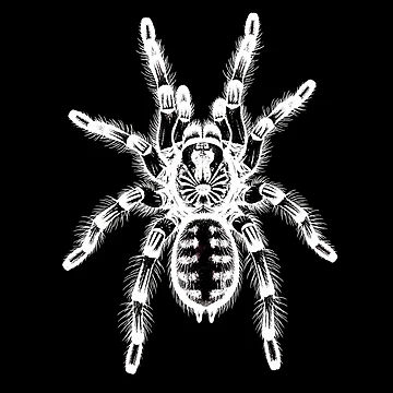 Artwork thumbnail, Tarantula by Coloradodrawings