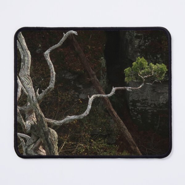 Item preview, Reaching cedar designed and sold by Daniel Holtmeyer.