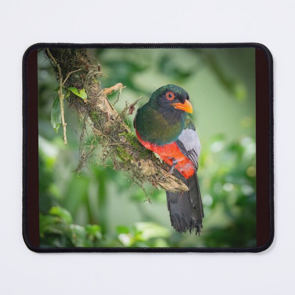 Item preview, Slaty-tailed trogon designed and sold by Shannon Emmel .