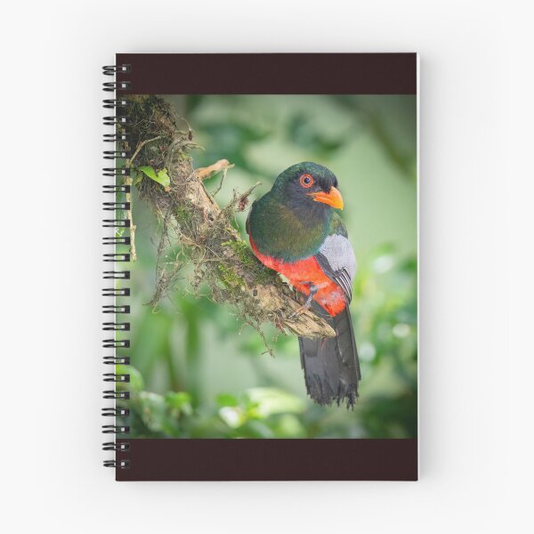 Item preview, Slaty-tailed trogon designed and sold by Shannon Emmel .