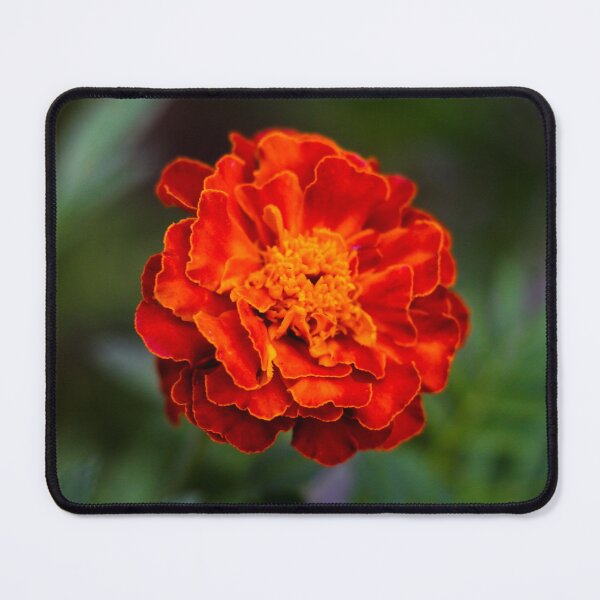 Item preview, Macro Marigold (Square) designed and sold by PhotoArtbyGrace.