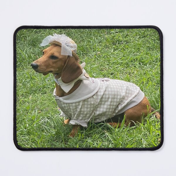Item preview, Dachshund in Sunday Best! designed and sold by Roz McQuillan Fine Art & Photography.