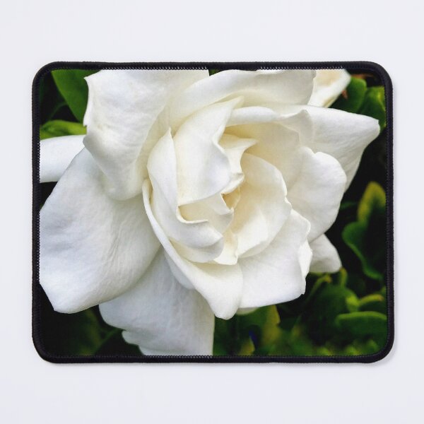 Item preview, Portrait of a Gardenia DPSS20170520a designed and sold by CSteenArt.
