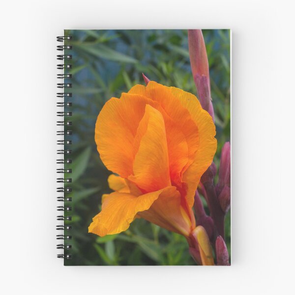 Item preview, Canna 'Yellow King Humbert' designed and sold by ROSE ANN BANILAR.