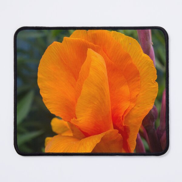 Item preview, Canna 'Yellow King Humbert' designed and sold by ROSE ANN BANILAR.
