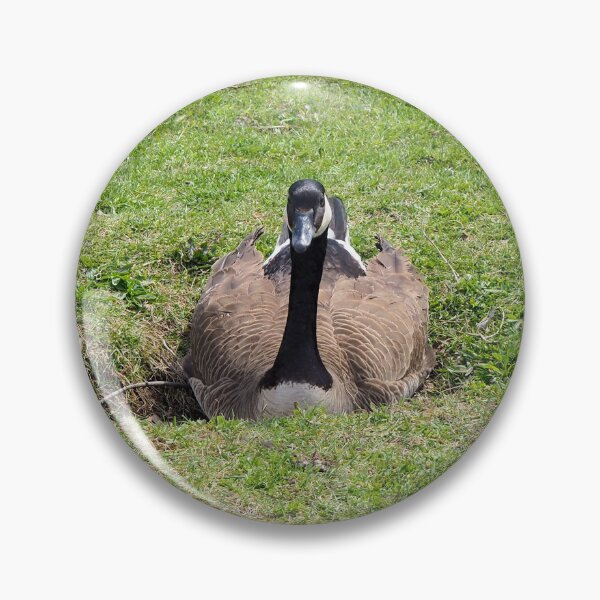 Item preview, Canada Goose Resting On The Grass designed and sold by BackyardBirder.