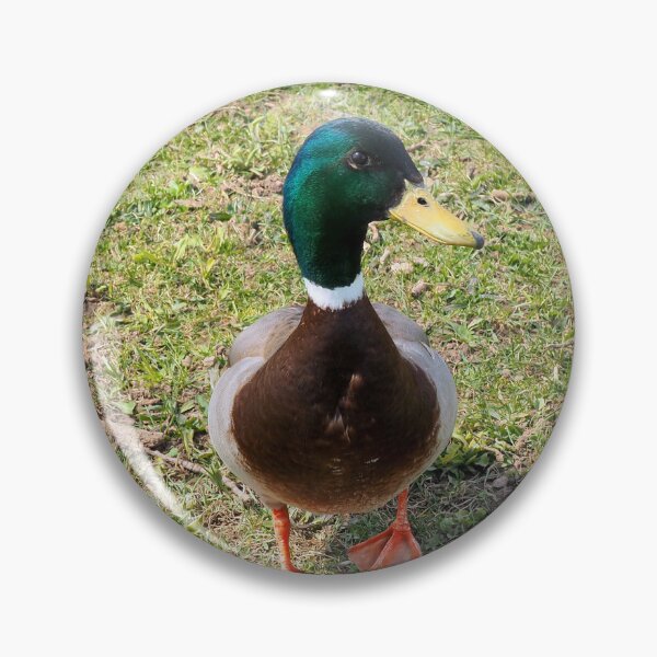 Item preview, Curious Mallard Duck designed and sold by BackyardBirder.