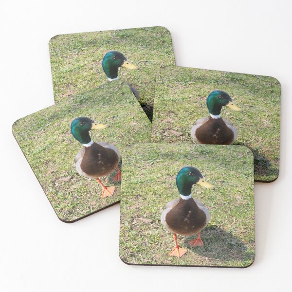 Item preview, Curious Mallard Duck designed and sold by BackyardBirder.