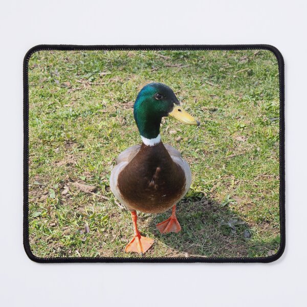 Artikelvorschau, Neugierige Stockente entworfen und verkauft von BackyardBirder.