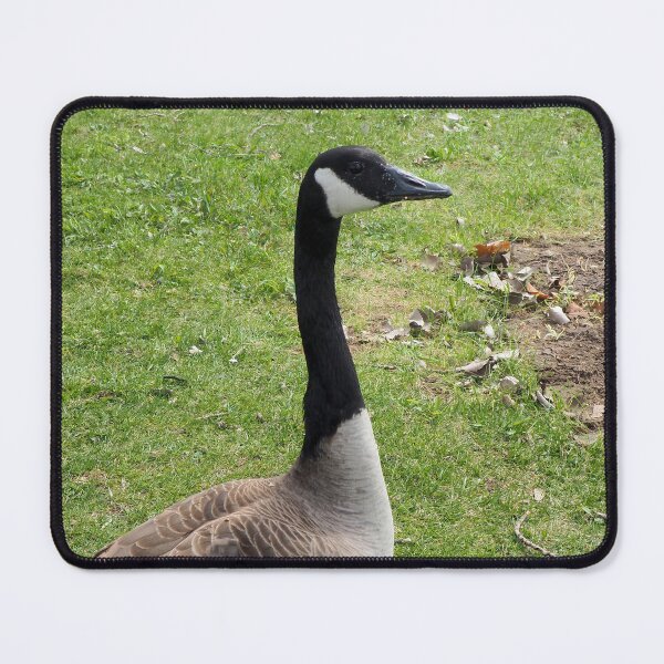 Item preview, Cute Canada Goose designed and sold by BackyardBirder.