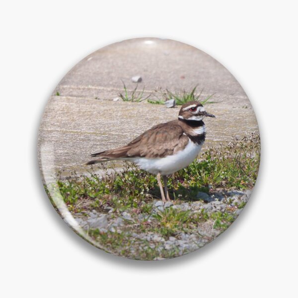 Item preview, Killdeer Standing On The Gravel designed and sold by BackyardBirder.