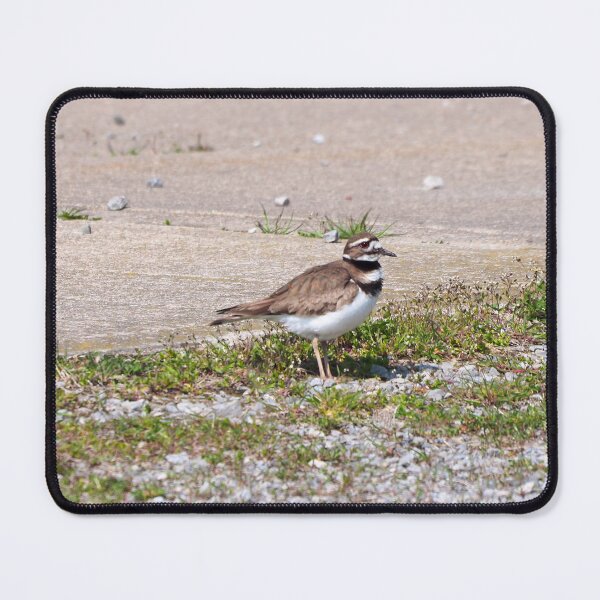 Item preview, Killdeer Standing On The Gravel designed and sold by BackyardBirder.