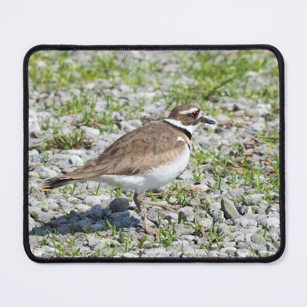 Item preview, Killdeer Out For a Walk designed and sold by BackyardBirder.