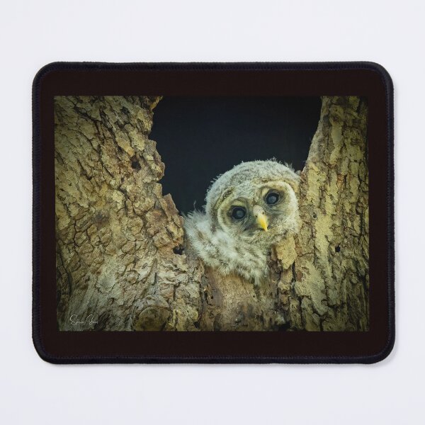 Item preview, Barred owlet designed and sold by Shannon Emmel .