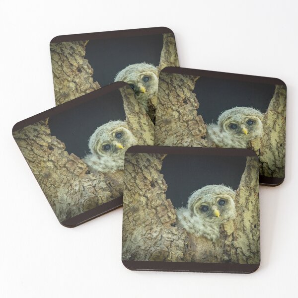 Item preview, Barred owlet designed and sold by Shannon Emmel .