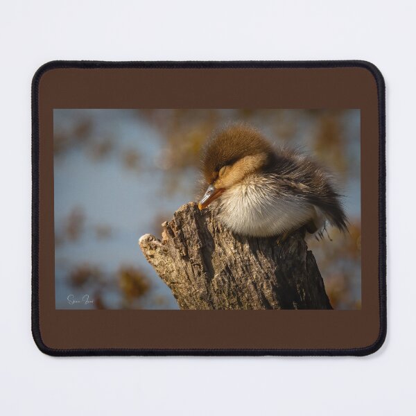 Item preview, Sleeping hooded merganser duckling designed and sold by Shannon Emmel .