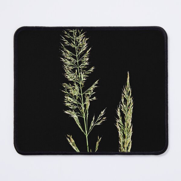 Item preview, Slim-stem small reed grass with black background designed and sold by Jouko Lehto Photography.