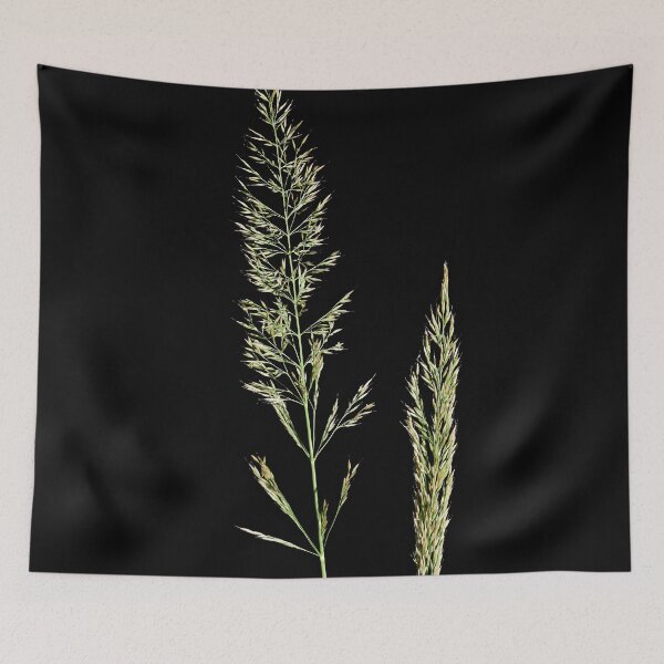 Item preview, Slim-stem small reed grass with black background designed and sold by Jouko Lehto Photography.