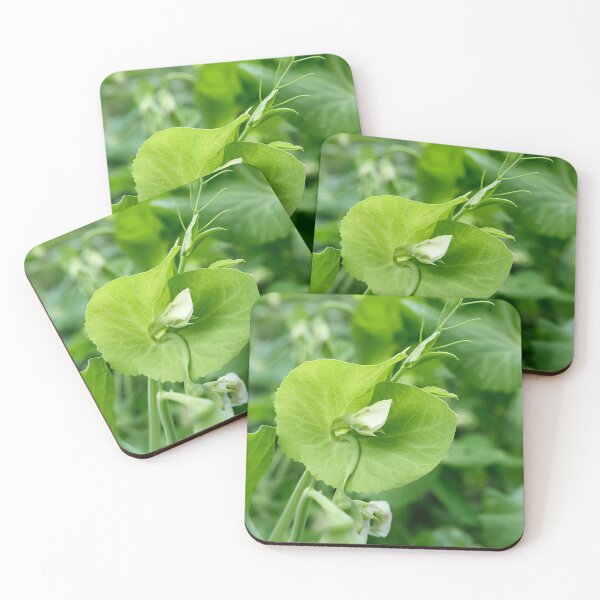 Item preview, Garden pea flower designed and sold by Jouko Lehto Photography.