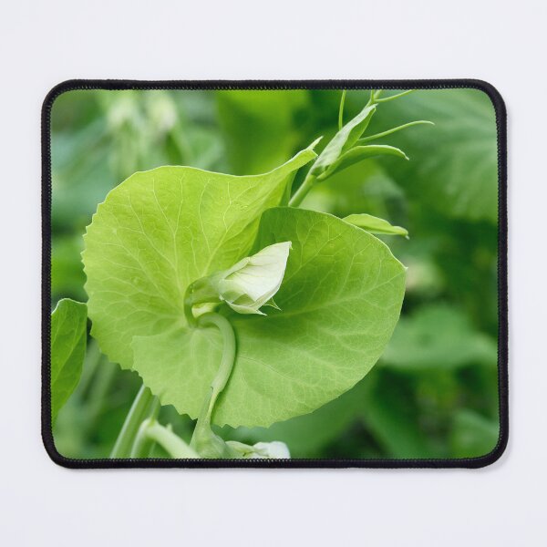 Item preview, Garden pea flower designed and sold by Jouko Lehto Photography.