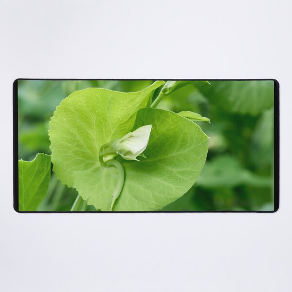 Item preview, Garden pea flower designed and sold by Jouko Lehto Photography.