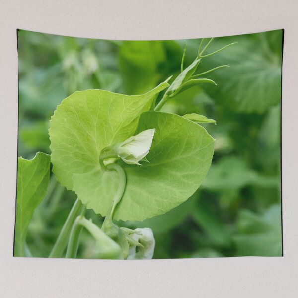 Item preview, Garden pea flower designed and sold by Jouko Lehto Photography.