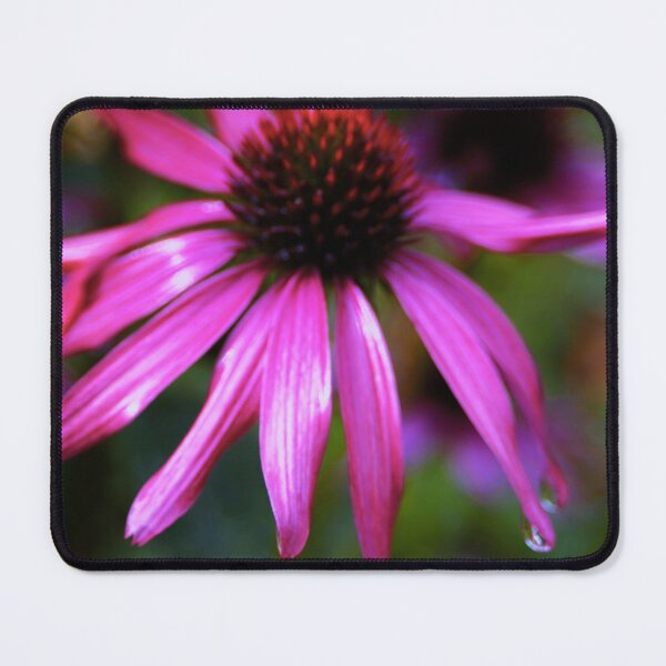 Item preview, purple coneflower with water drops designed and sold by oniadragon.